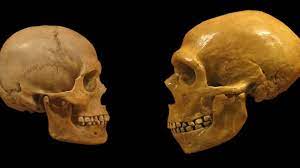Строение черепа неандертальца и человека определяется одними генами,  выяснили ученые