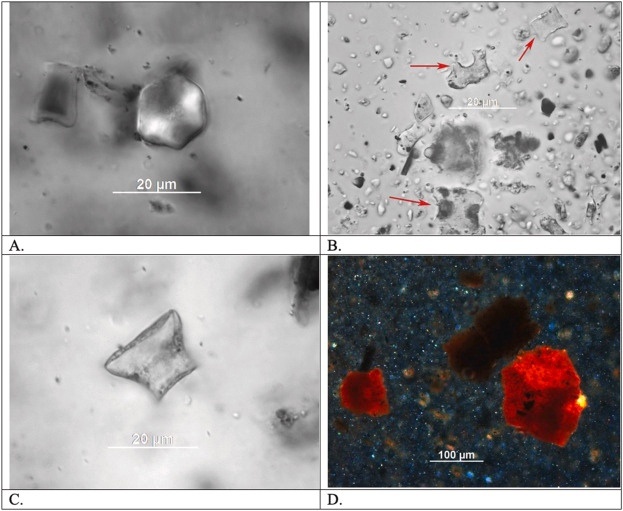 Следы крахмала на каменных отщепах.